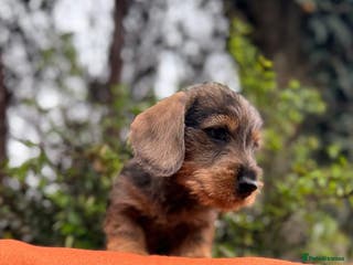 Miniature Dachshund dogs Beautiful Miniature Wire Haired Dachshund - Advert 17