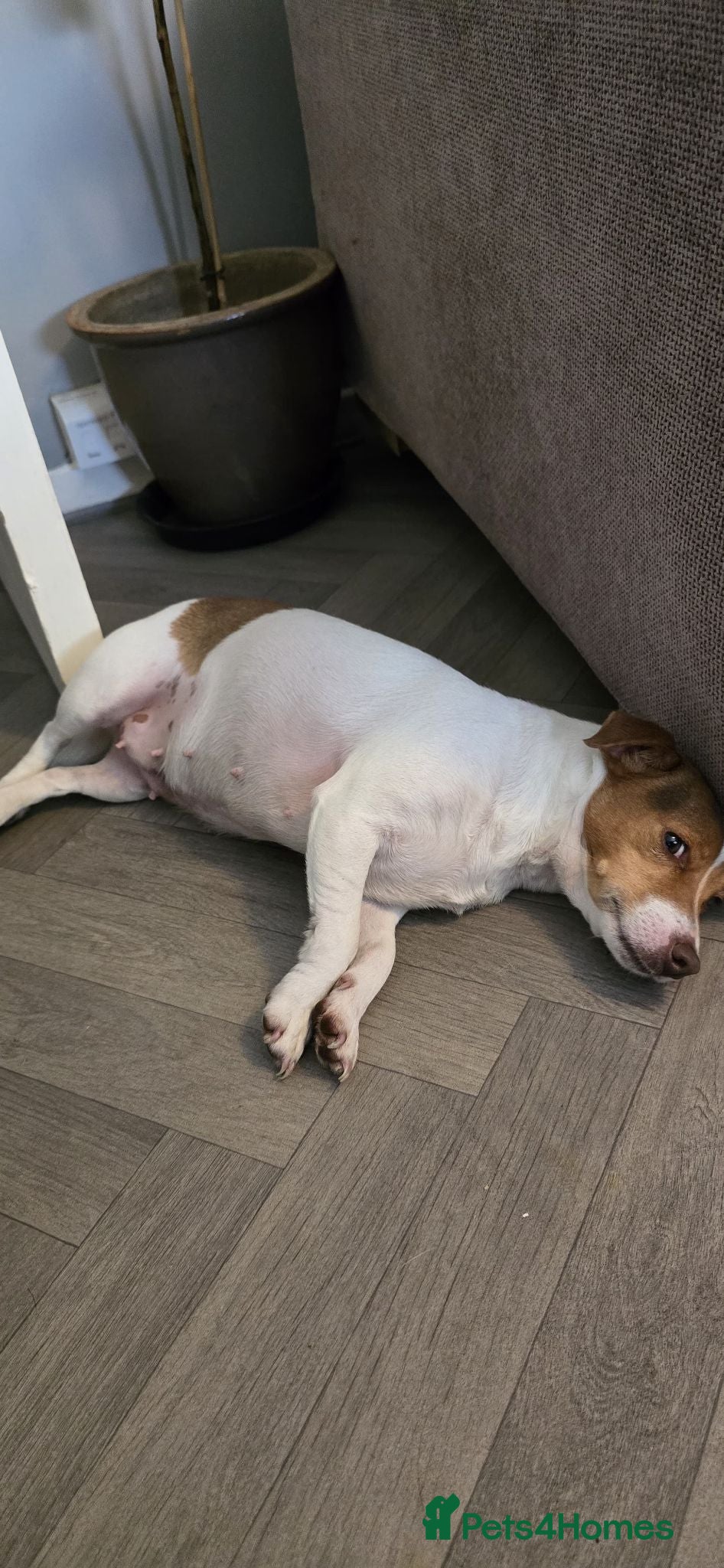 Jack Russell dogs Loving home wanted for Dolly  - Advert 3