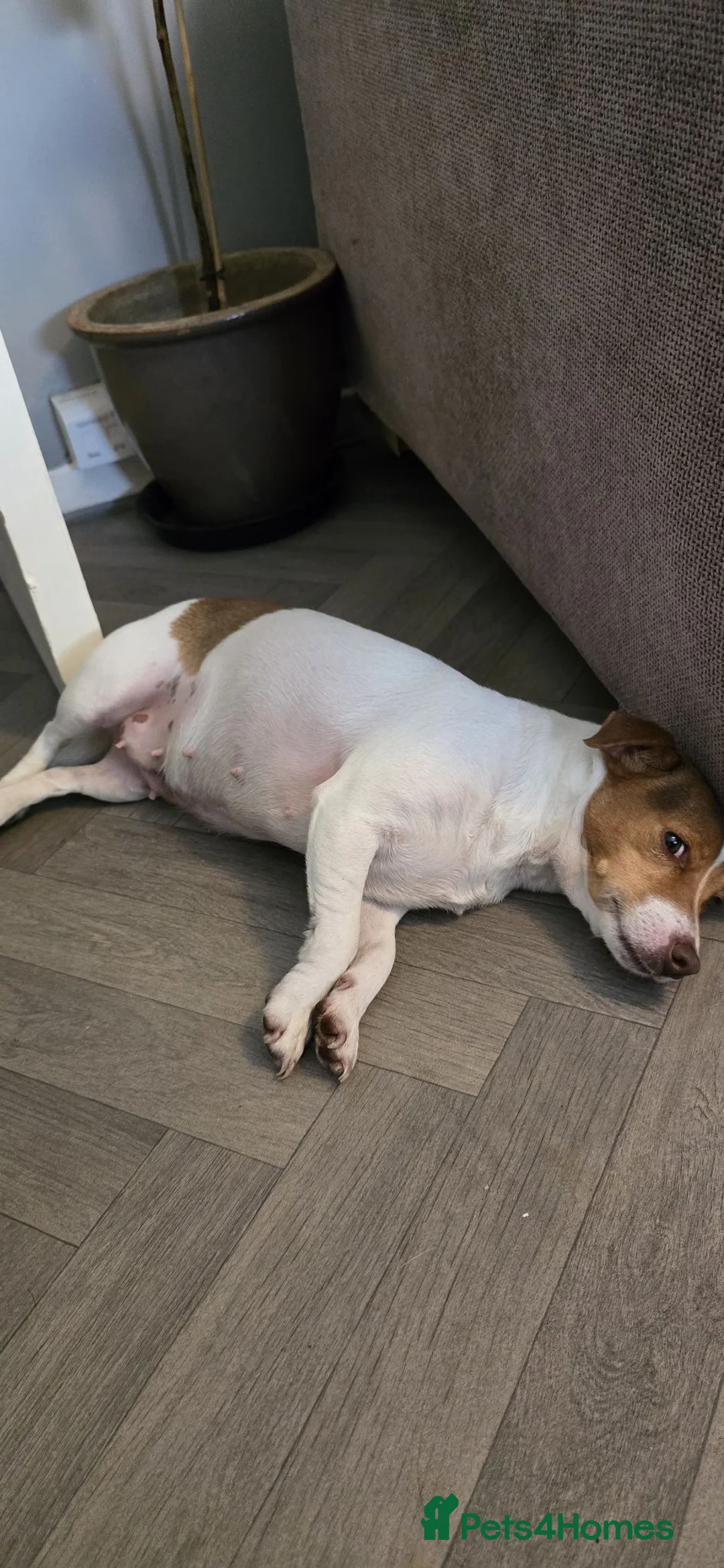Jack Russell dogs for sale: Loving home wanted for Dolly  - Advert 1