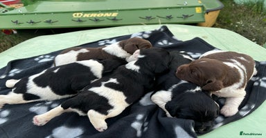 English Springer Spaniel dogs - Advert 14