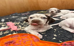 Braque du Bourbonnais dogs for sale: Braque du Bourbonnais Puppies - Image 6