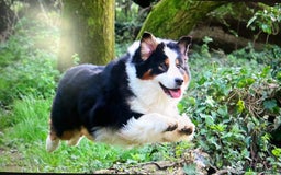 Australian Shepherd dogs for sale: Superbly Bred, Top Quality Pups - Image 12