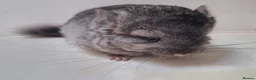 Chinchilla rodents for sale: Pedigree Male Ebony Chinchilla Kit - Advert 4