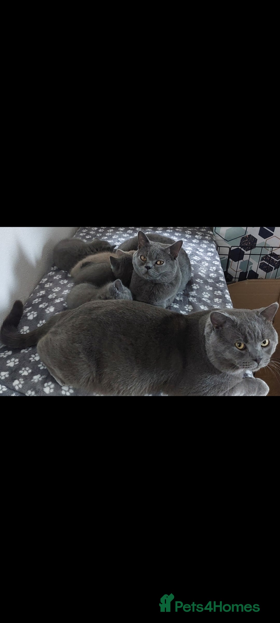 Brazilian Shorthair cats for sale: British short hair kittens  - Image 7