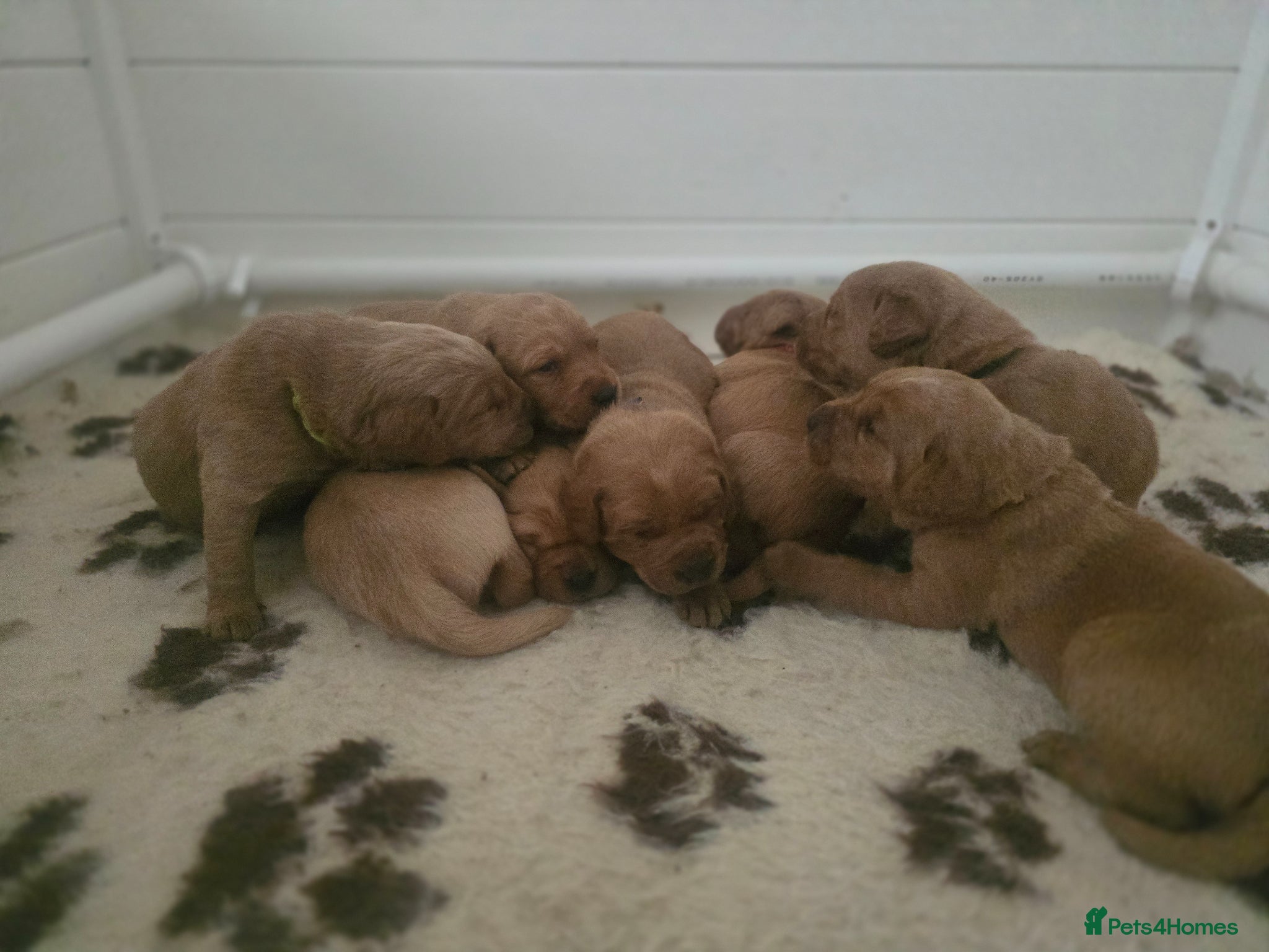 Labrador Retriever dogs Stunning KC registered Labrador puppies - Advert 1
