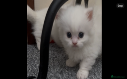 Munchkin cats for sale: Beautiful Munchkins Kittens  - Image 9