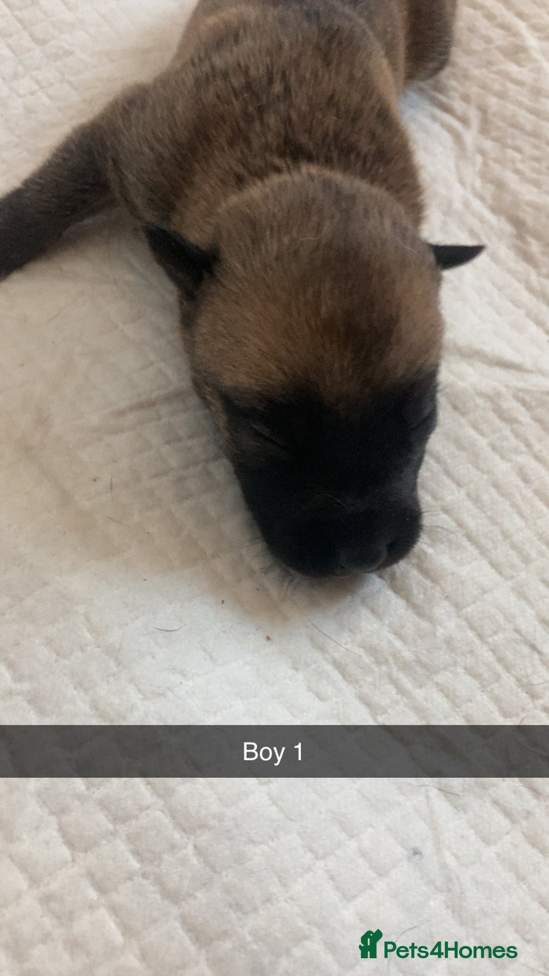 Mixed Breed dogs for sale: PressaXAmerican bull dog  - Image 5
