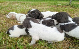 Sprocker dogs for sale: Beautiful f2 sprockers - Image 22