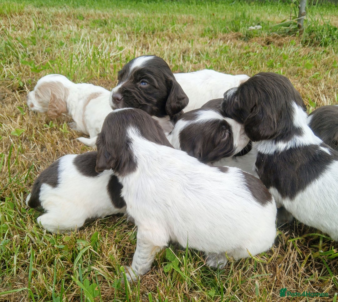 Sprocker dogs for sale: Beautiful f2 sprockers - Image 22