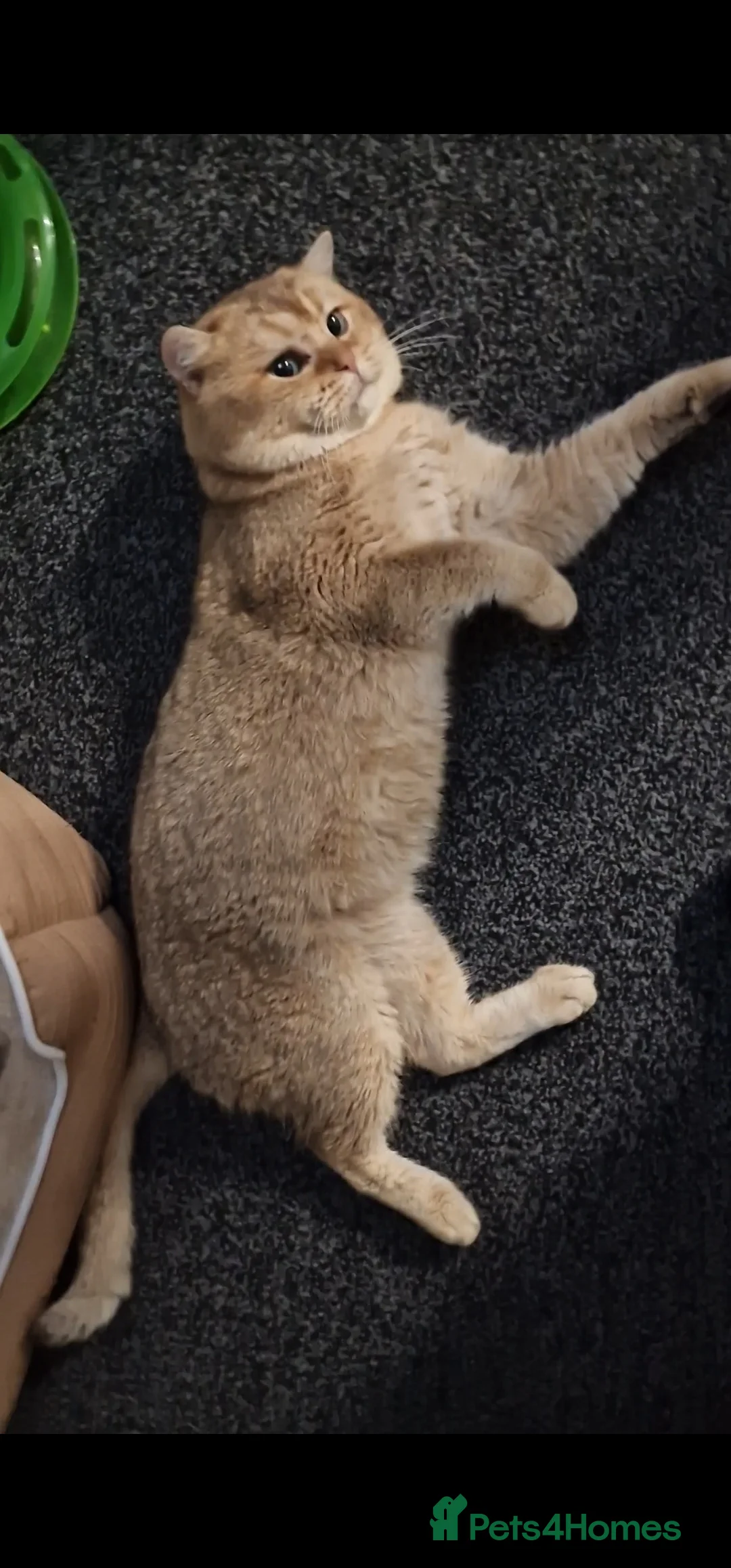 British Shorthair cats for sale: Male Golden British Shorthair For Sale! - Advert 3