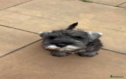 Miniature Schnauzer dogs for sale: Fully Vaccinated Beautiful Pepper & Salt babies - Image 4