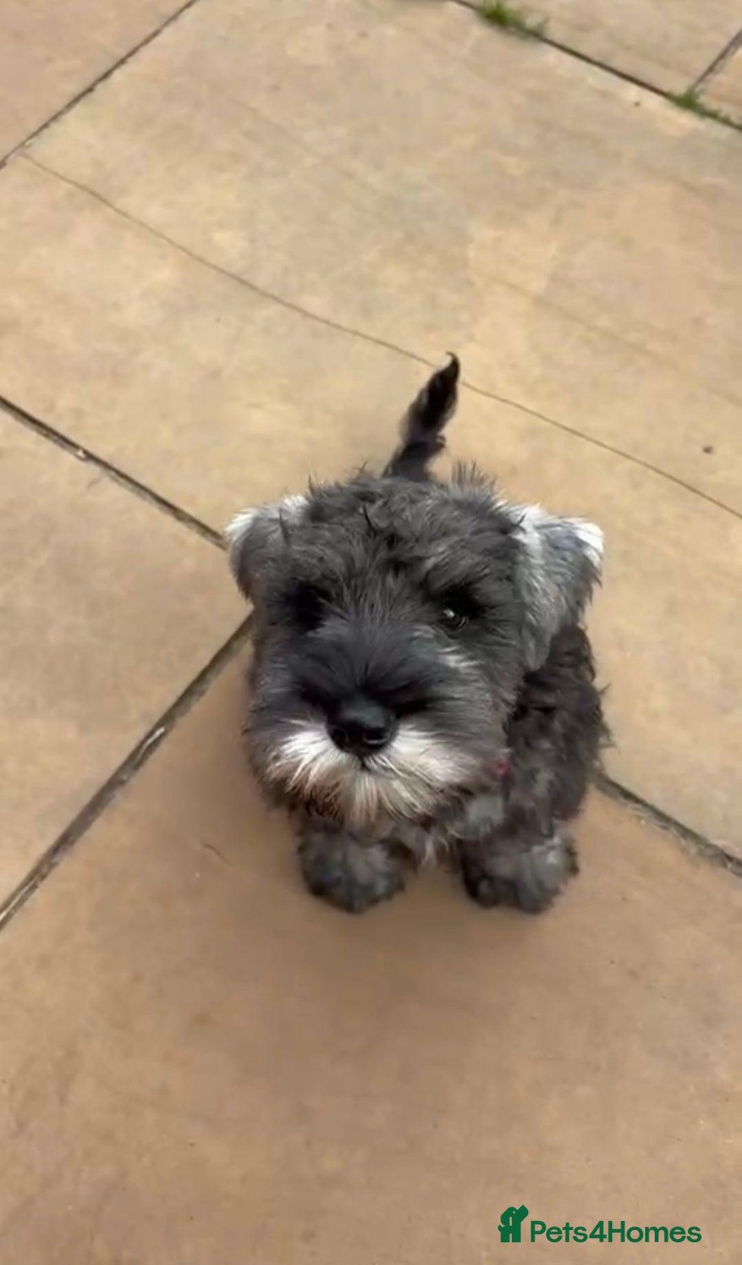 Miniature Schnauzer dogs for sale: Fully Vaccinated Beautiful Pepper & Salt babies - Image 4