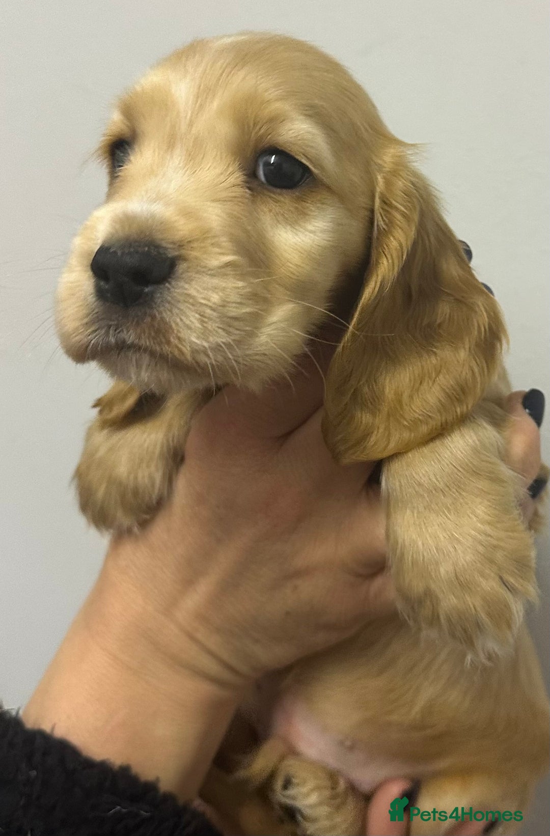 Cocker Spaniel dogs for sale: Show cocker spaniels. - Advert 4