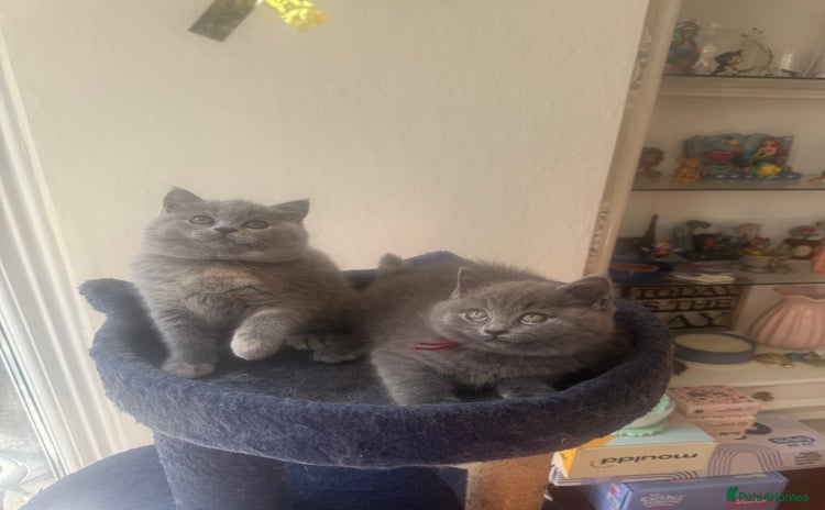British Shorthair cats - Advert 6