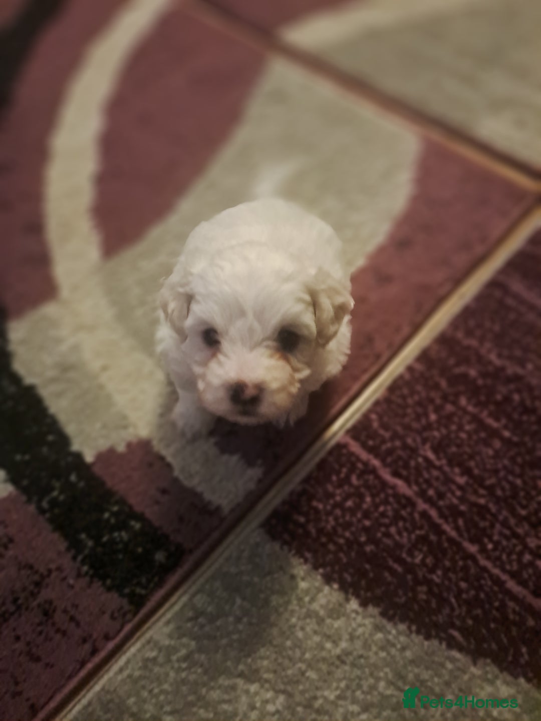 Bichon Frise dogs for sale: 4beautiful Bichon Frise puppies (3boys and 1 girl) - Advert 27