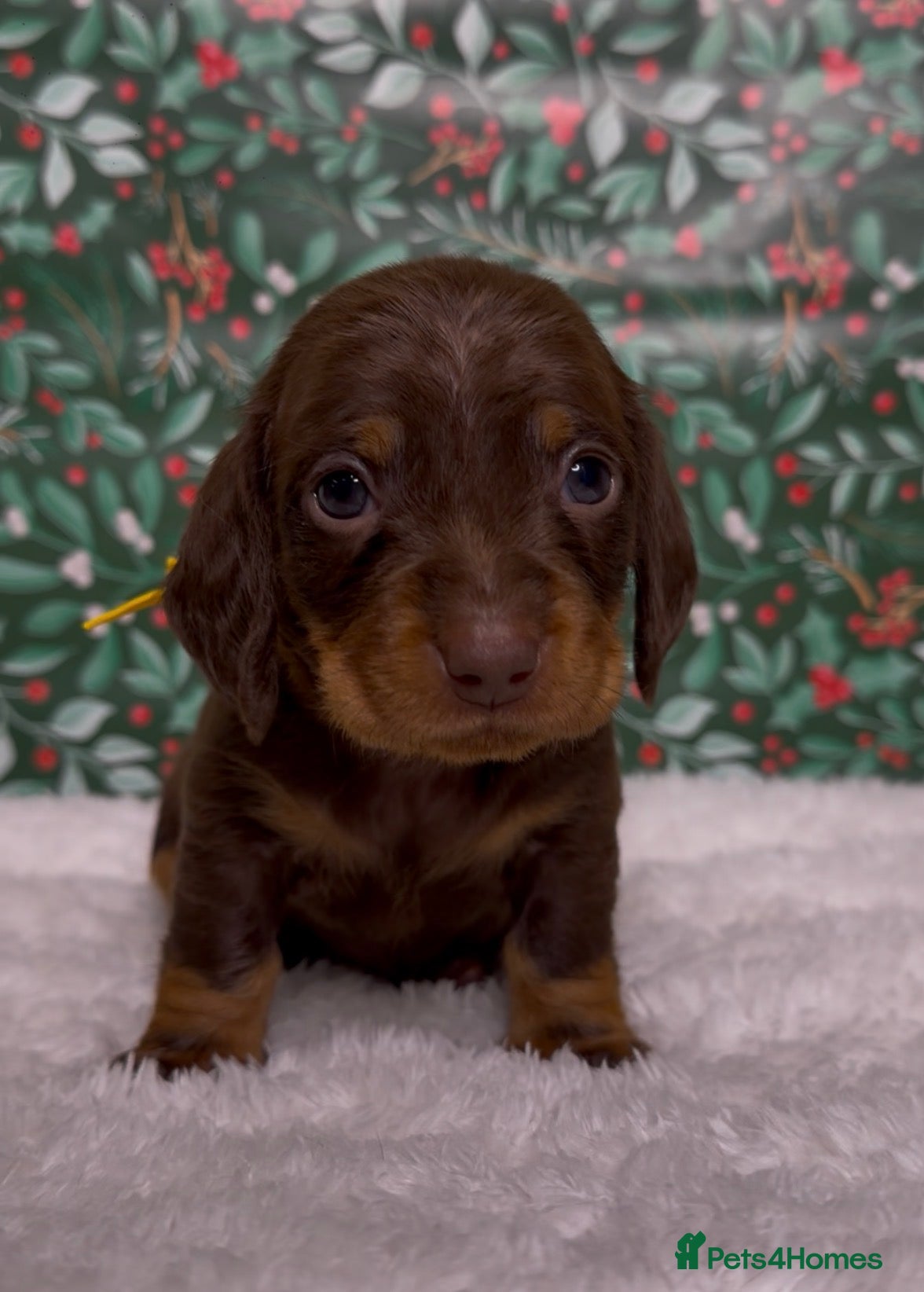 Miniature Dachshund dogs STUNNING SILKY MINI DACHSHUNDS! - Advert 18