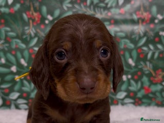 Miniature Dachshund dogs STUNNING SILKY MINI DACHSHUNDS! - Advert 13