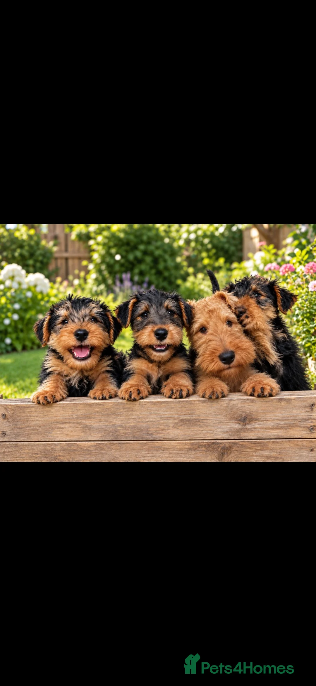 Welsh Terrier dogs for sale: Welsh terrier pups of outstanding pedigree - Advert 2
