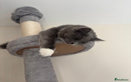 Ragdoll cats for sale: 1 ragdoll kitten & 1 black short hair  - Advert 6