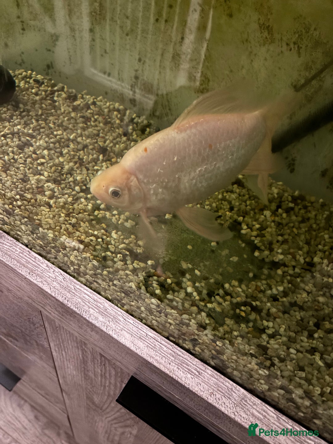 Goldfish fish for sale: Goldfish - Advert 6