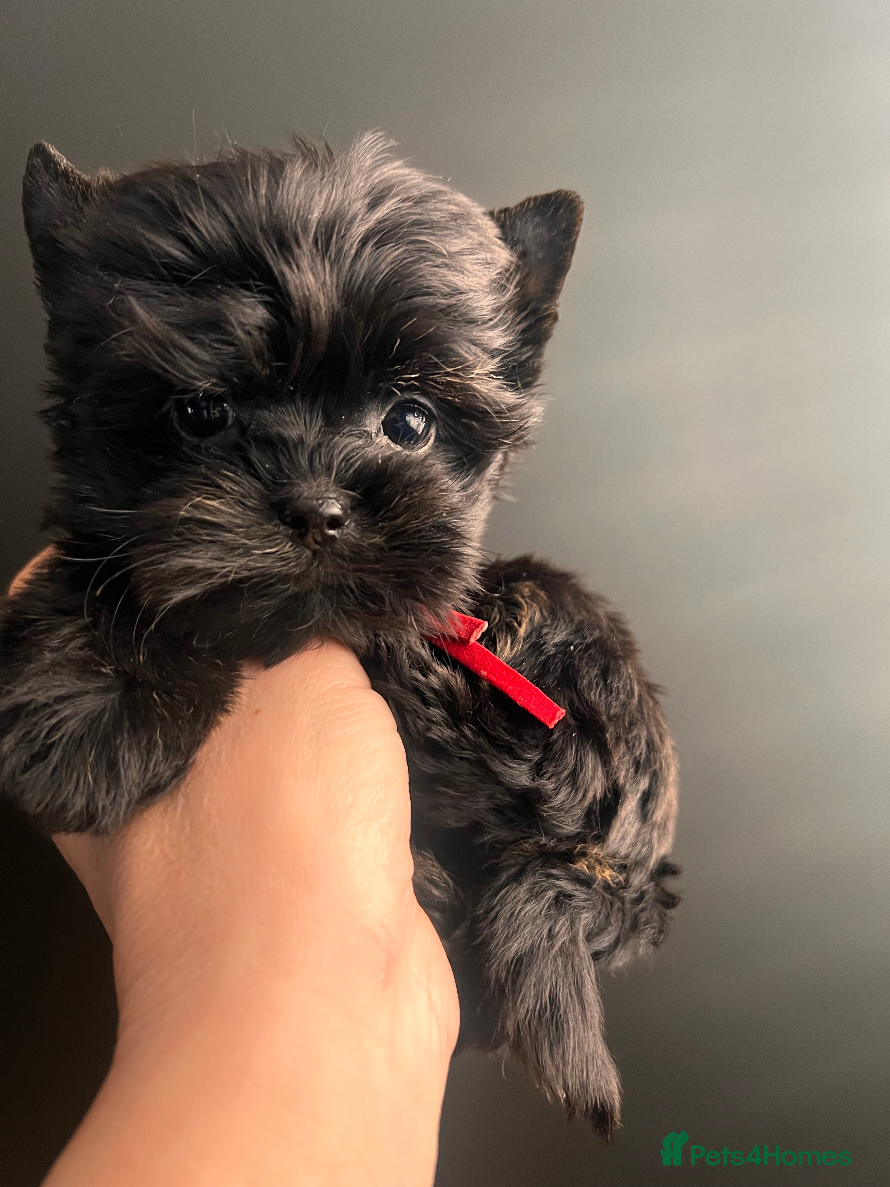 Yorkshire Terrier dogs 🎀 Tiny Little Mini Yorkshire Terrier Girls 🎀 - Advert 3