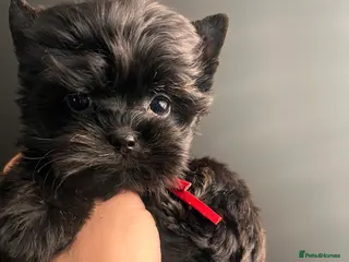 Yorkshire Terrier dogs 🎀 Tiny Little Mini Yorkshire Terrier Girls 🎀 - Advert 3