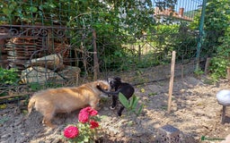 Mixed Breed dogs for adoption: Meet LUNA, a Lovely Puppy Girl - for a Loving Home - Image 5