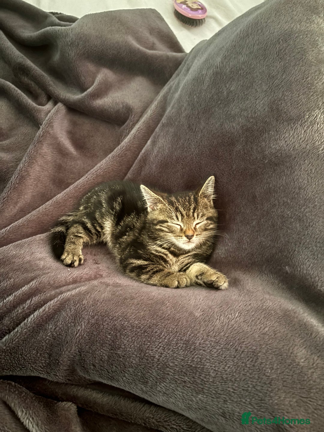 Mixed Breed cats for sale: Two beautiful kittens for sale - Image 4