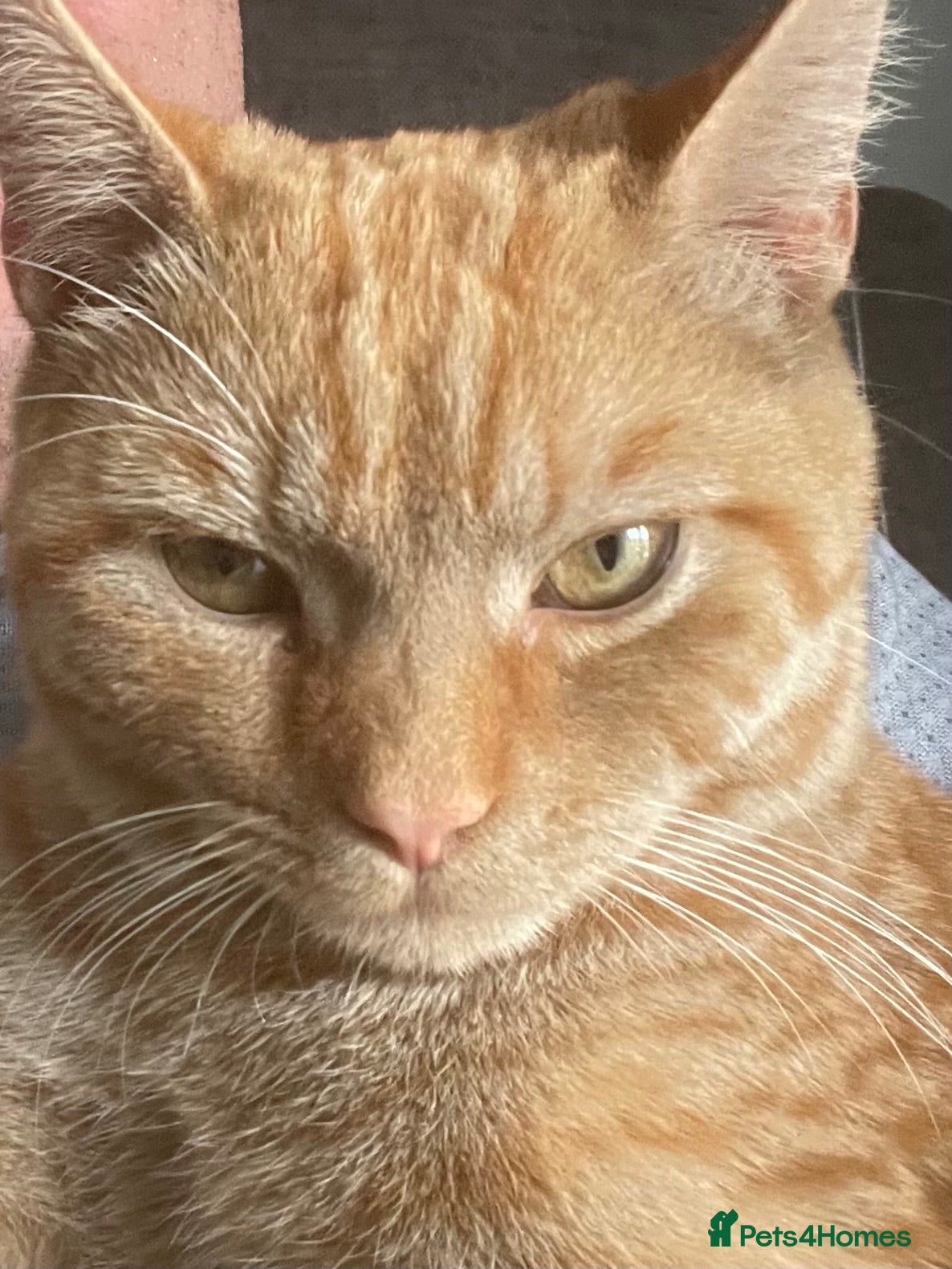 Mixed Breed cats Ginger Tom  - Advert 17