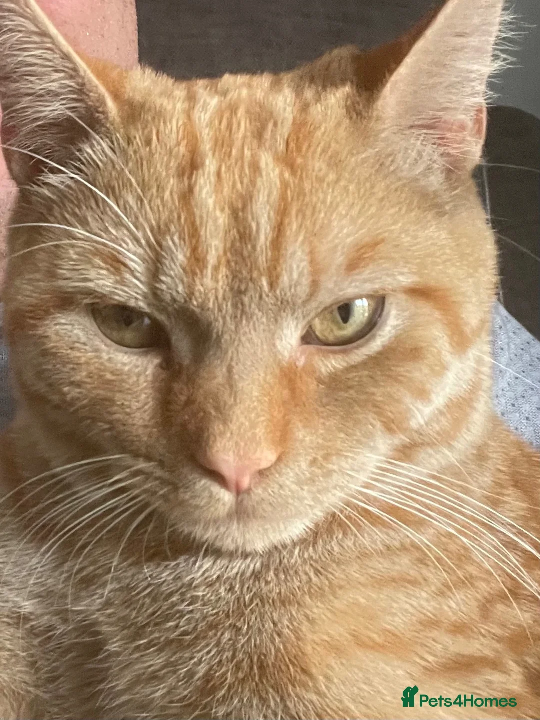 Mixed Breed cats for sale: Ginger Tom  in Leeds - Advert 1