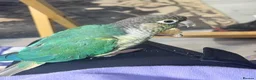 Conures birds for sale: Green Cheek Conure in need of a forever home - Advert 1