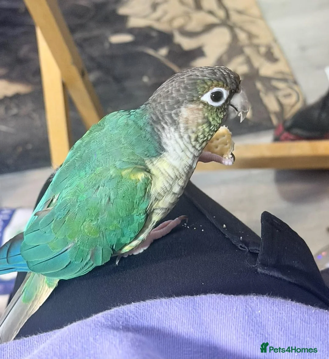 Conures birds for sale: Green Cheek Conure in need of a forever home - Advert 1