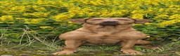 Labrador Retriever dogs for sale: Fox red Labrador puppies for sale( due 5/11/26 - Advert 5