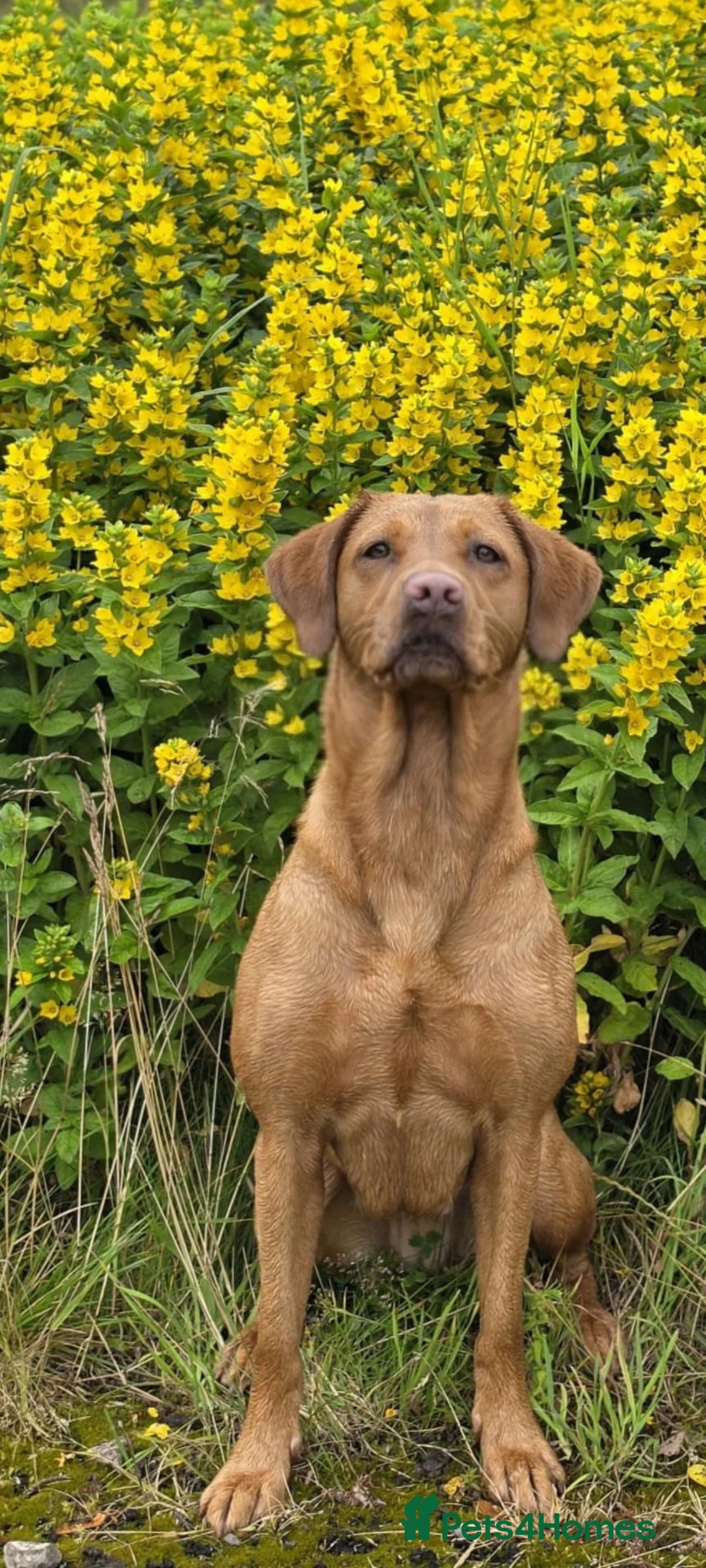 Labrador Retriever dogs for sale: Fox red Labrador puppies for sale( due 5/11/26 - Advert 5
