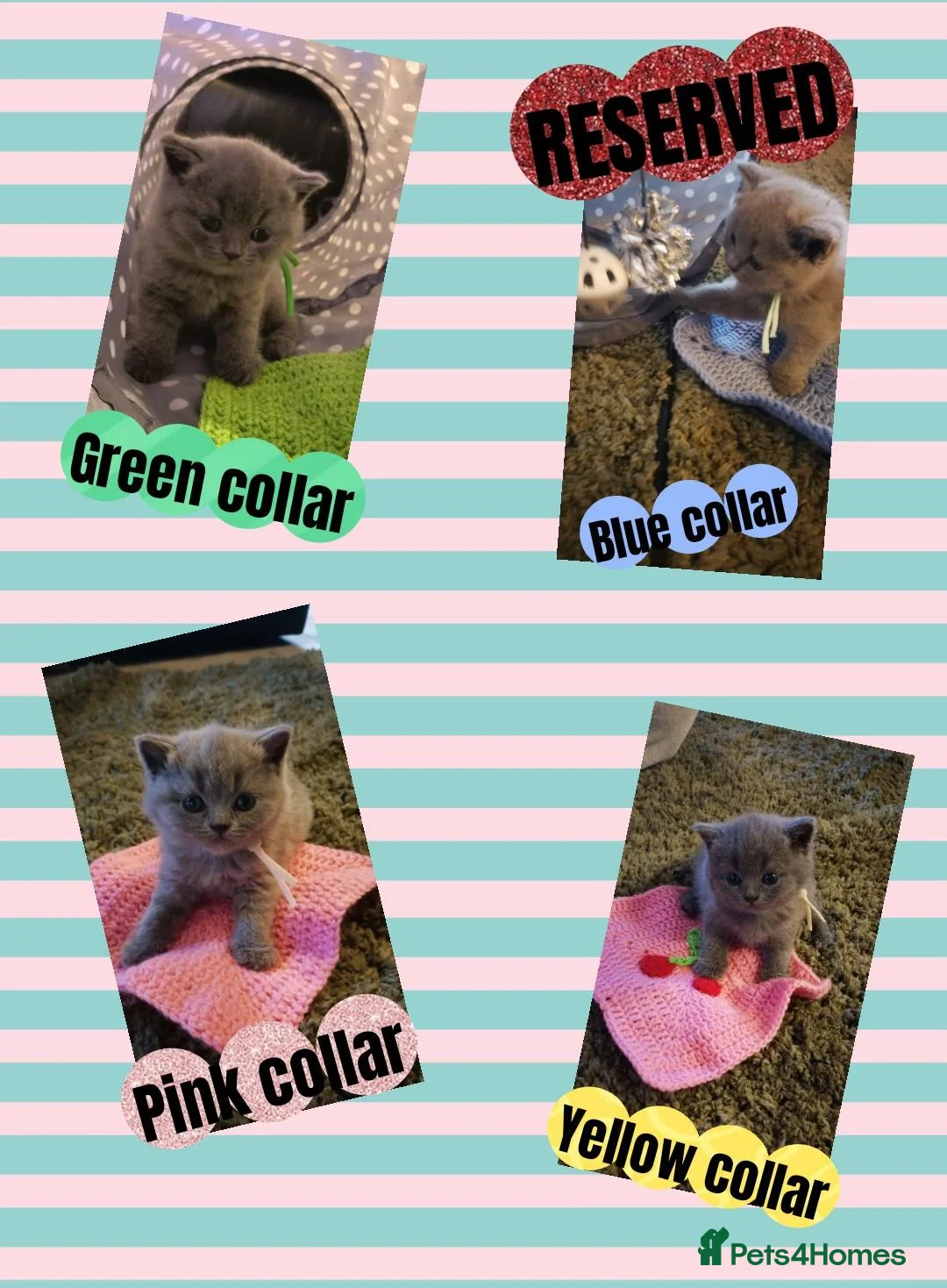 British Shorthair cats for sale: BRITISH SHORTHAIR KITTENS - Advert 10