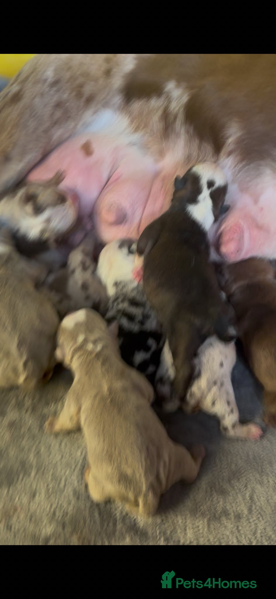 English Bulldog dogs for sale: ENGLISH BULLDOGS!  - Advert 5