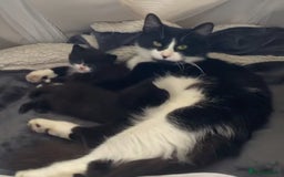 British Longhair cats for sale: kittens for sale (please read description❤️) - Image 1