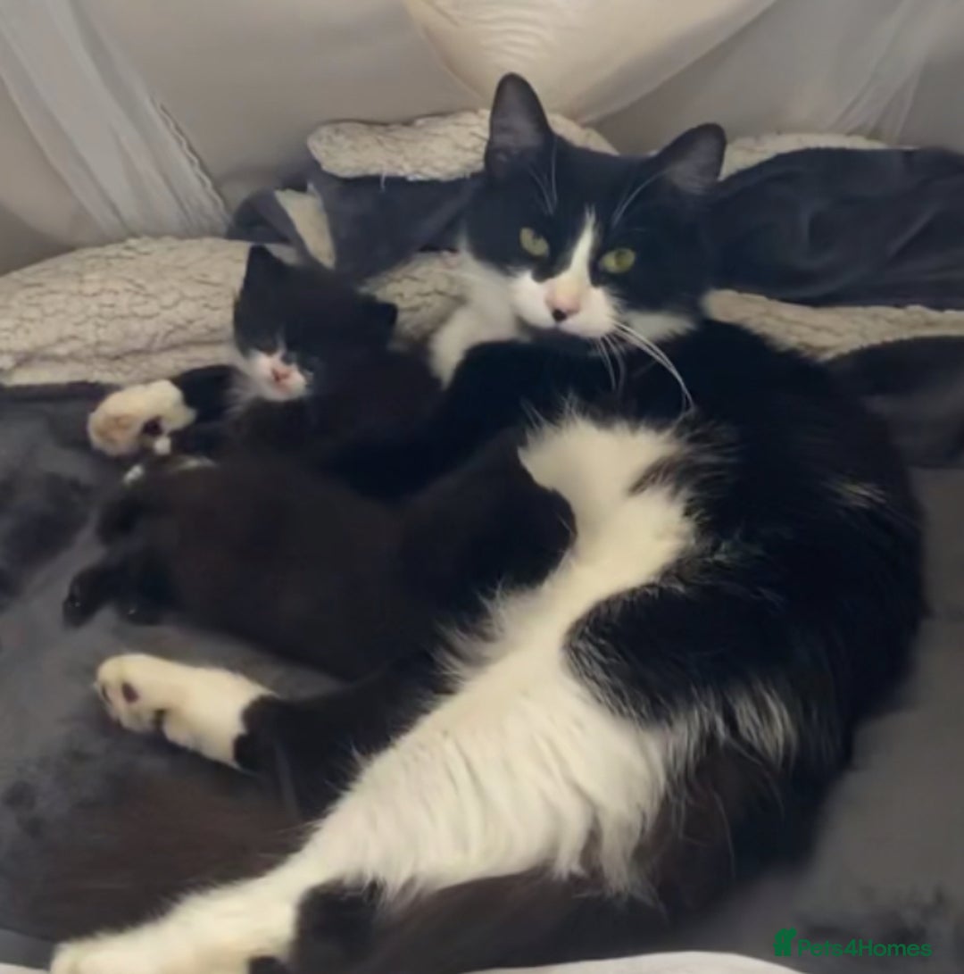 British Longhair cats for sale: kittens for sale (please read description❤️) - Image 1