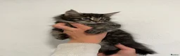 Maine Coon cats for sale: 4 beautiful and playful Maine Coon kittens - Advert 9