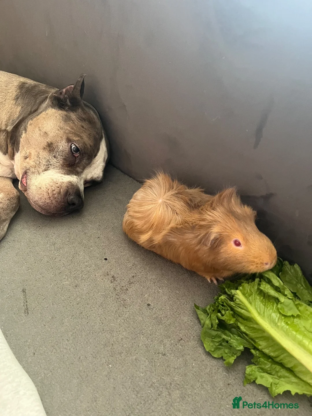 Guinea Pig rodents for sale: guinea pigs - Advert 2