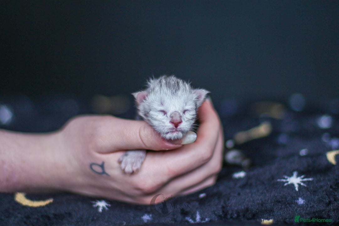 Maine Coon cats for sale: TICA PEDIGREE MAINE COON SHADED KITTENS AVAILABLE - Advert 12