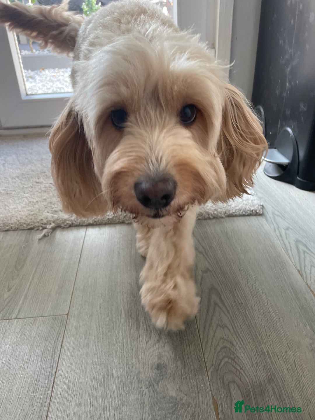 Mixed Breed dogs for sale: Vinnie the labradoodle - Image 2