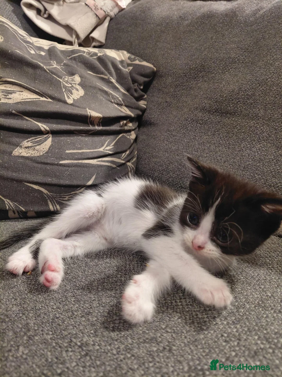 Mixed Breed cats for sale: 6 kittens for sale  - Advert 7