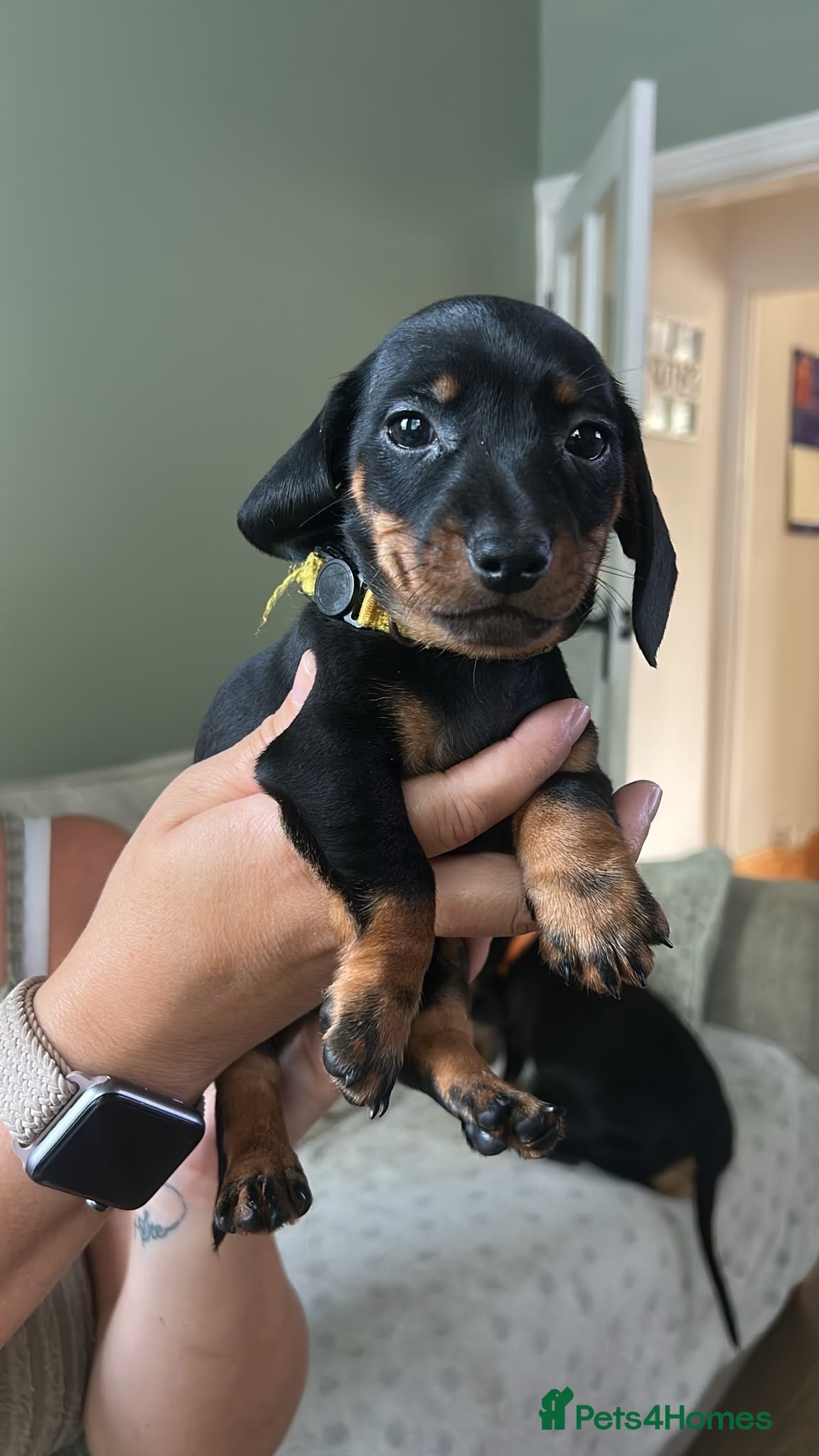 Miniature Dachshund dogs Miniature smooth haired dachshund pups for sale - Advert 2