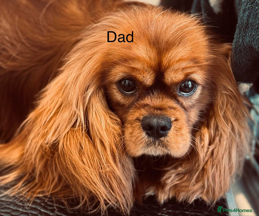 Cavapoochon dogs for sale: ✨Ruby & Blenheim Cavapoochons ❤️🐾 - Image 22