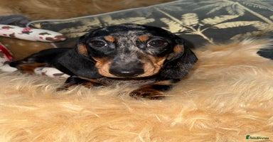 Miniature Dachshund dogs - Advert 2
