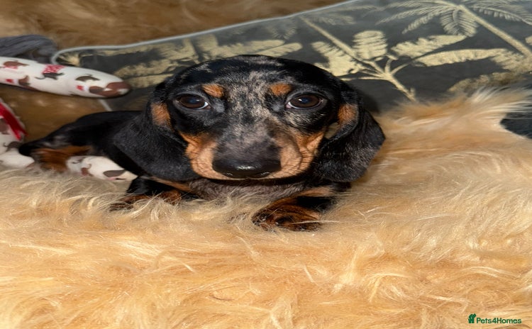 Miniature Dachshund dogs - Advert 11