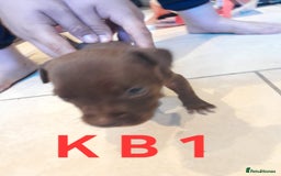 Staffordshire Bull Terrier dogs for sale: Staffordshire bull terrier 2x litters - Image 11