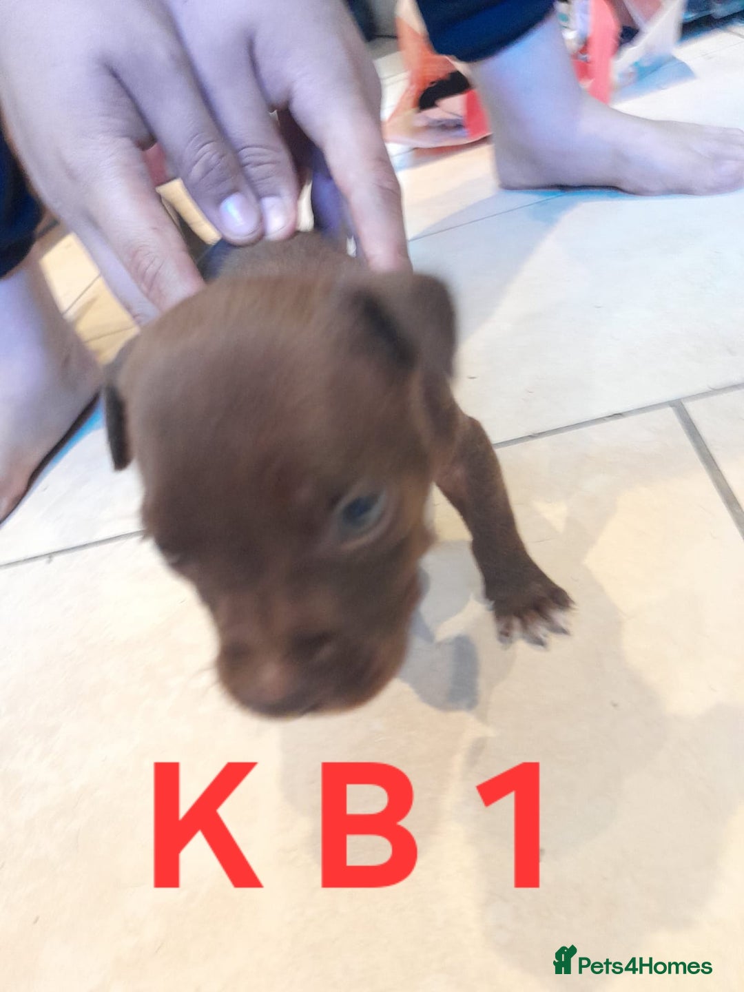 Staffordshire Bull Terrier dogs for sale: Staffordshire bull terrier 2x litters - Image 11