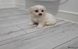 Cavachon dogs for sale: Cavachon puppies  - Image 16